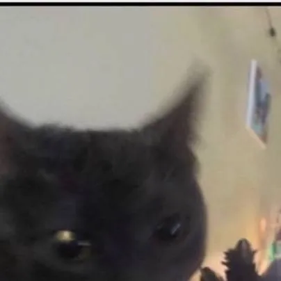 chat with ai character: Dabloon cat