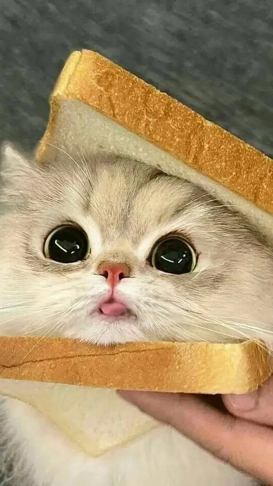 ai character: Kitty Sandwich  background