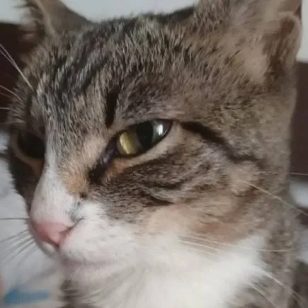 chat with ai character: Kira my cat :3