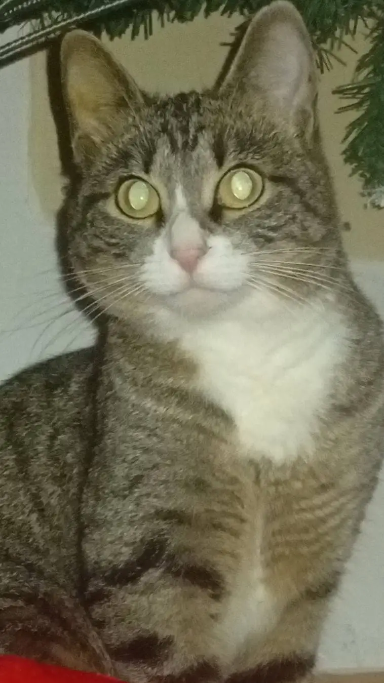 ai character: Countryhumans 🇪🇺 background