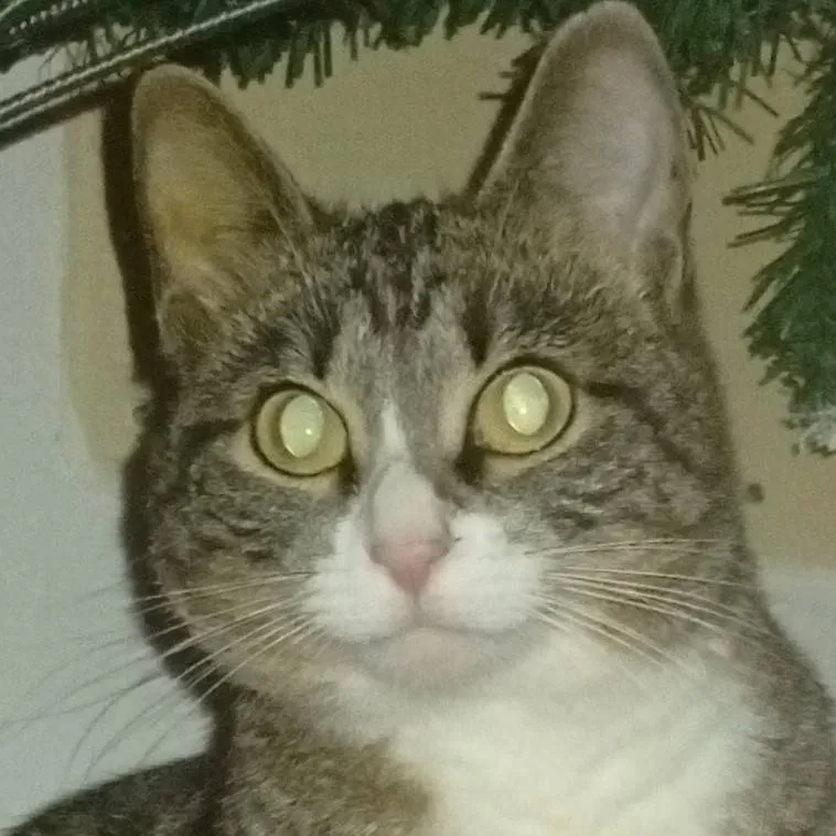 chat with ai character: Countryhumans 🇪🇺