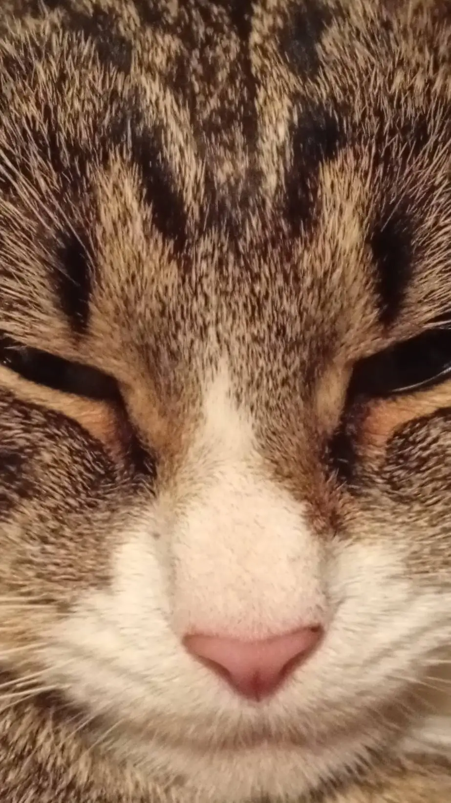 ai character: Countryhumans background