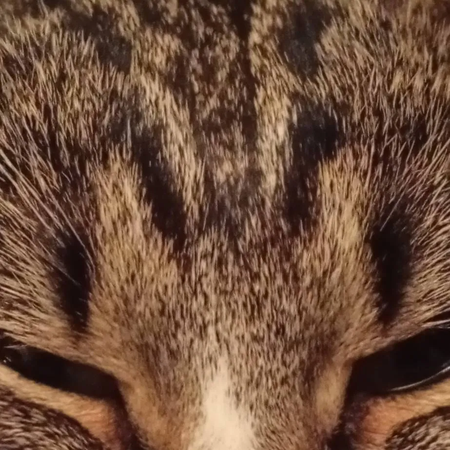 chat with ai character: Countryhumans