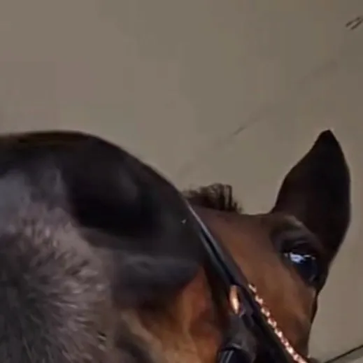 chat with ai character: HORSE CLUB 2