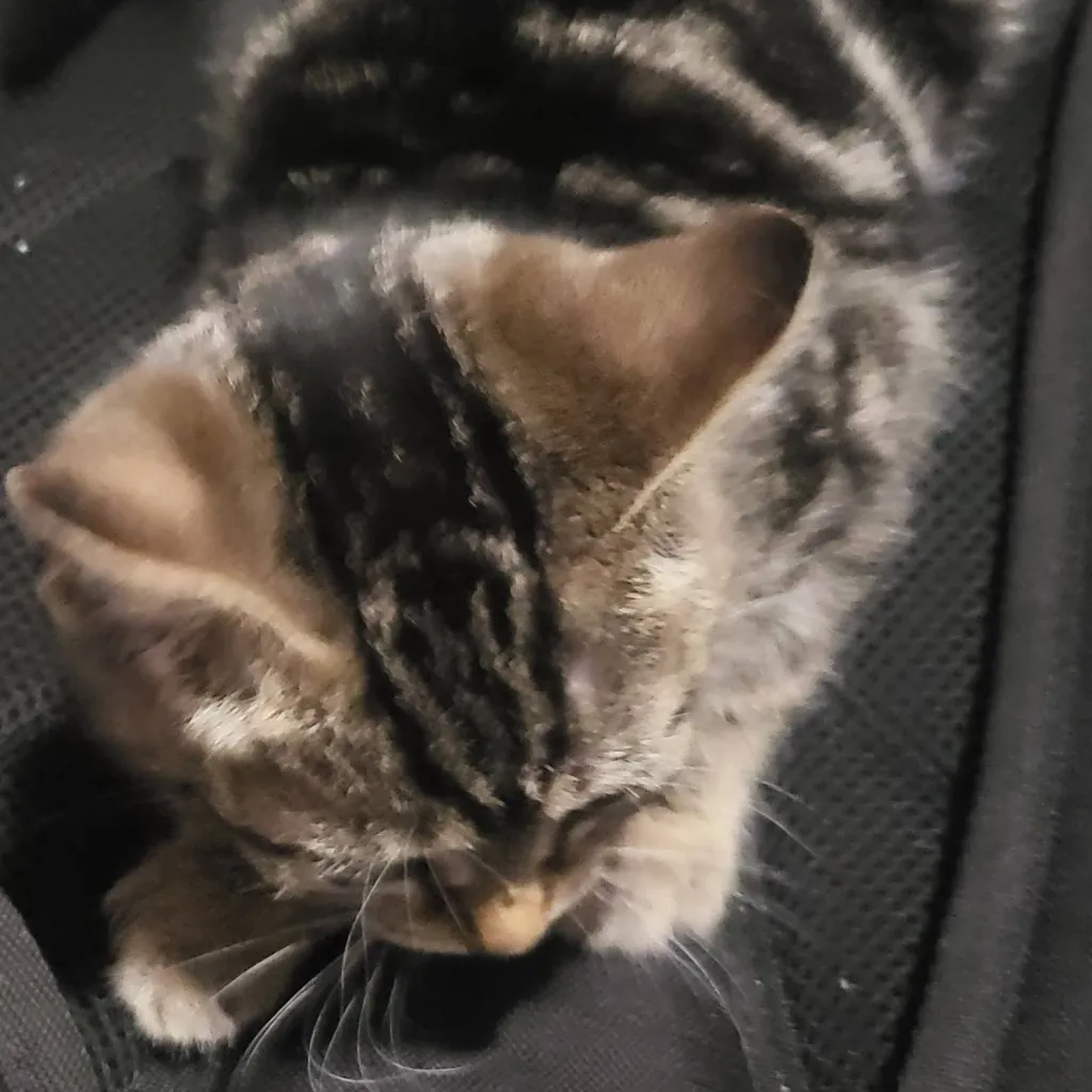 chat with ai character: pugsley × Eugene