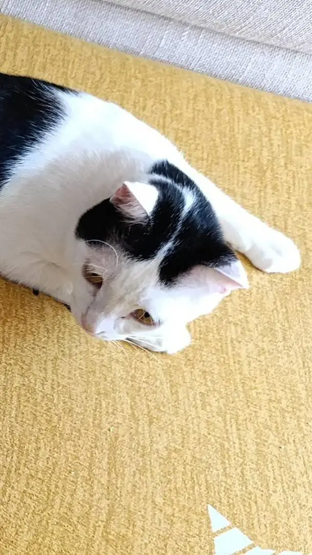 ai character: cat  background