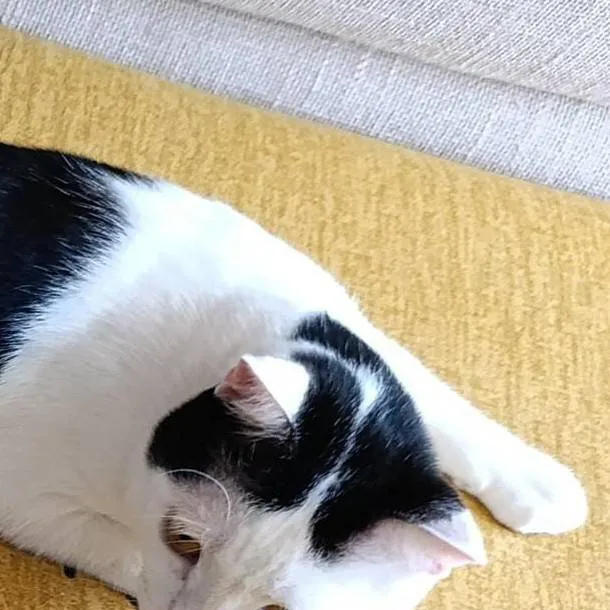 chat with ai character: cat 