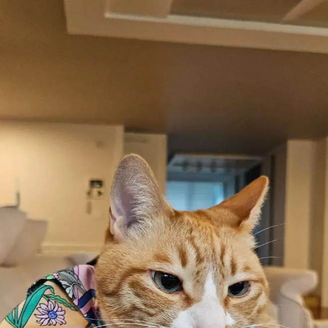 chat with ai character: Lara (enfant)