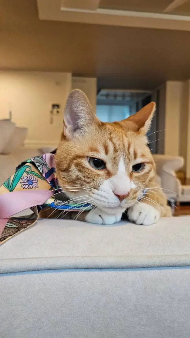 ai character: Lara (enfant) background