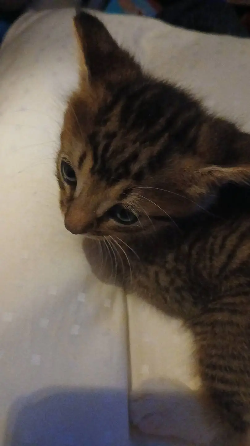 ai character: teddy  background