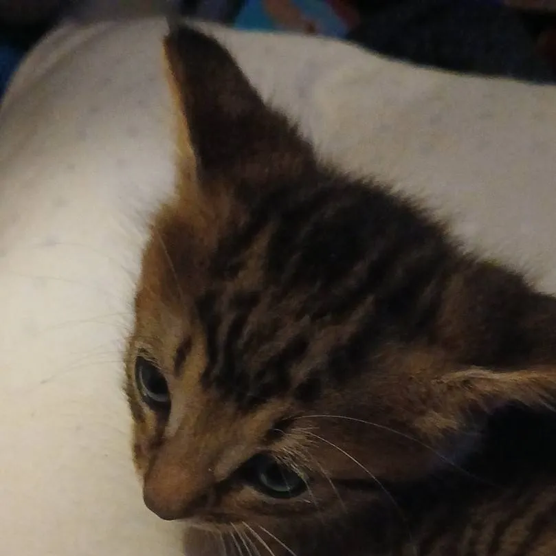 chat with ai character: teddy 