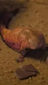 ai character: Pollywog background