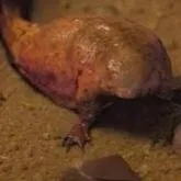 chat with ai character: Pollywog