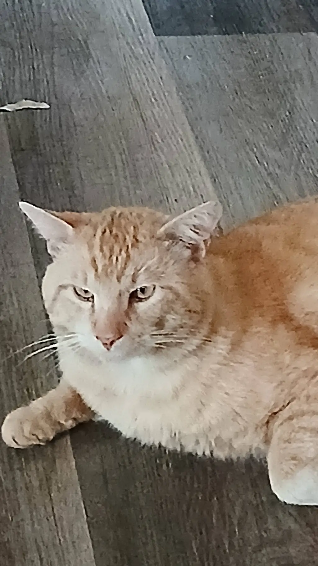 ai character: Garfield. background
