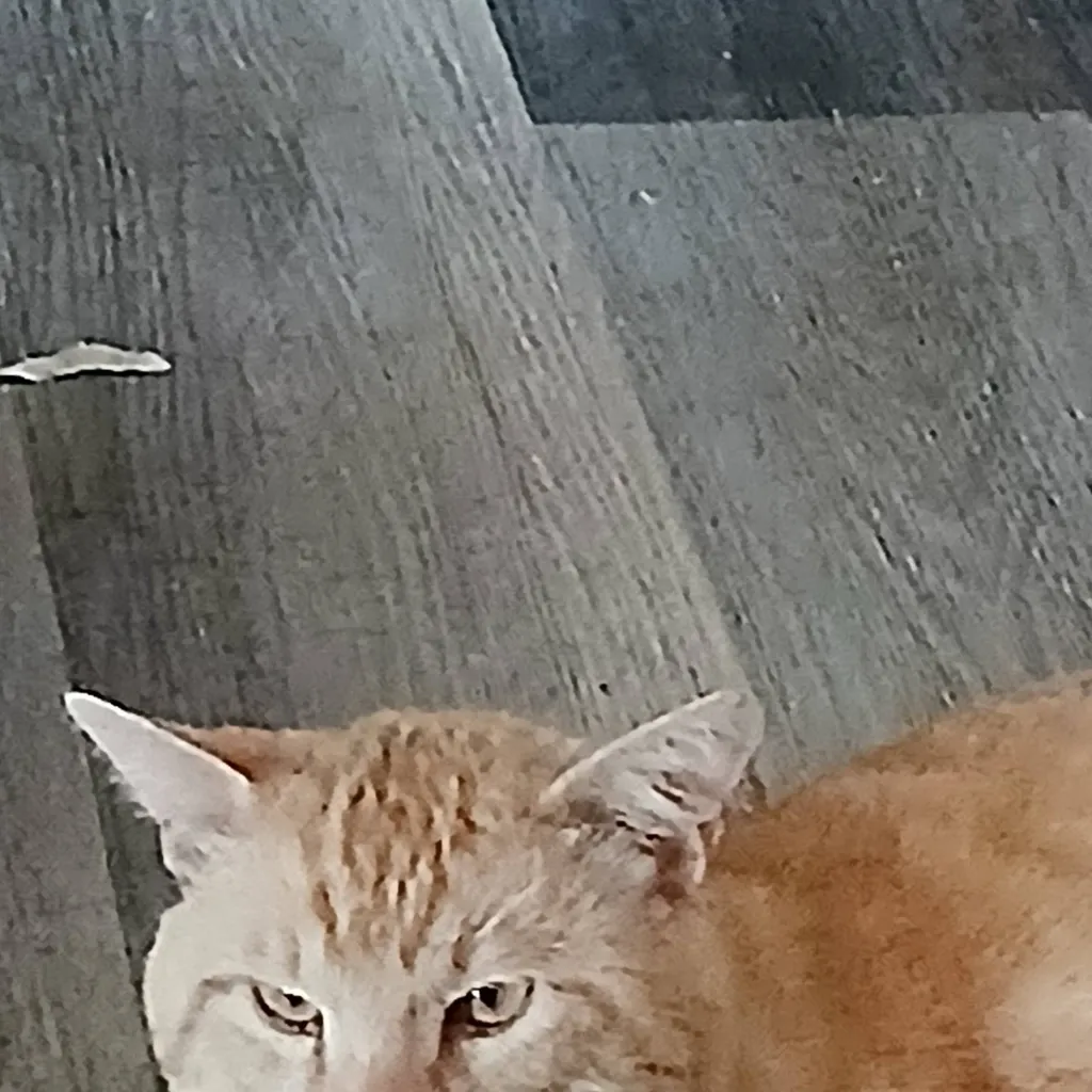 chat with ai character: Garfield.