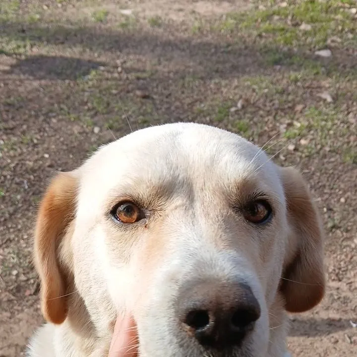 chat with ai character: snowy dog