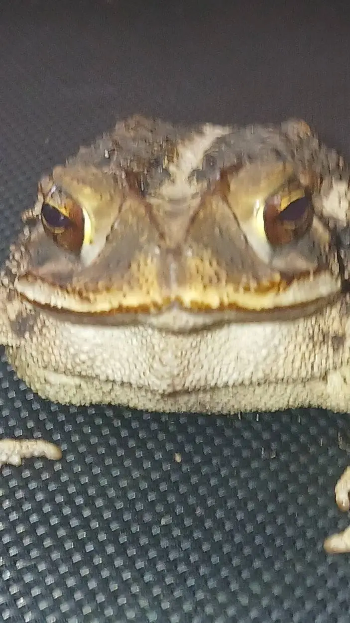ai character: Toad background