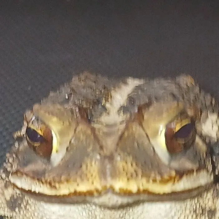 chat with ai character: Toad