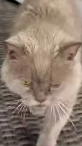 ai character: Бармалей  background