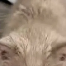 chat with ai character: Бармалей 