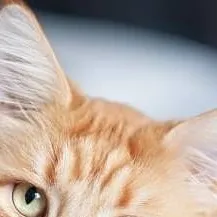 chat with ai character: Изюма