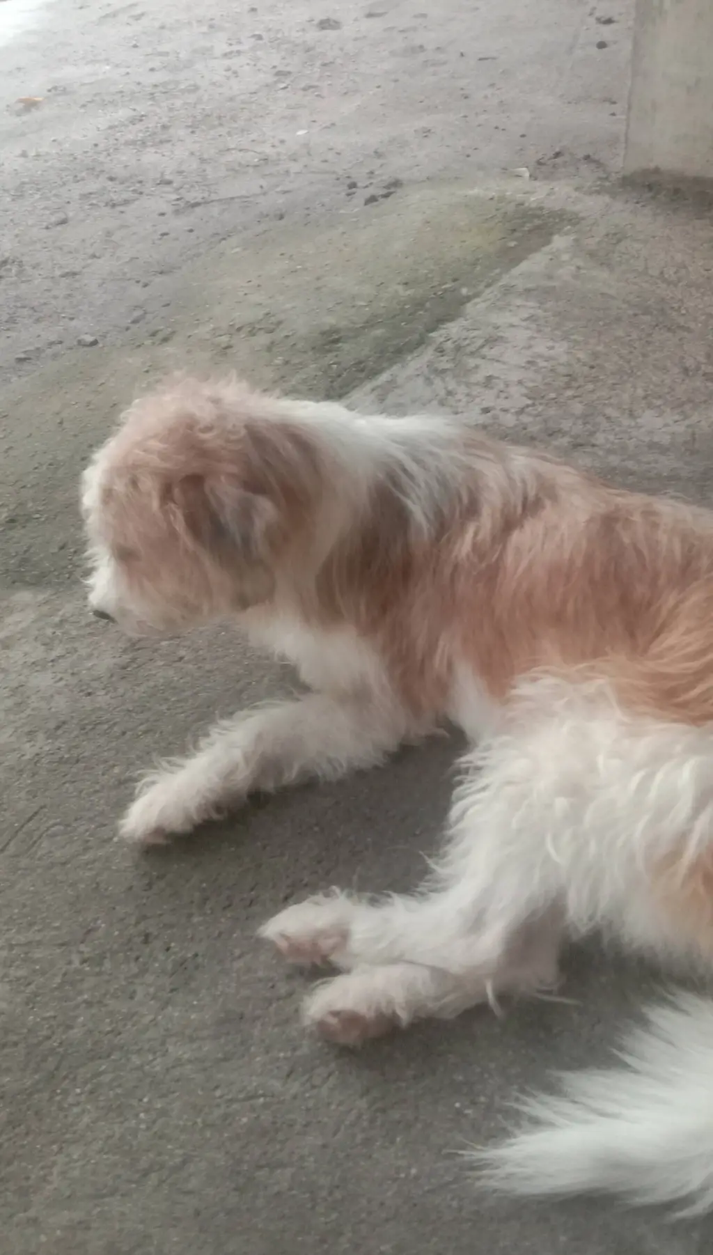 ai character: grover (my dog) background