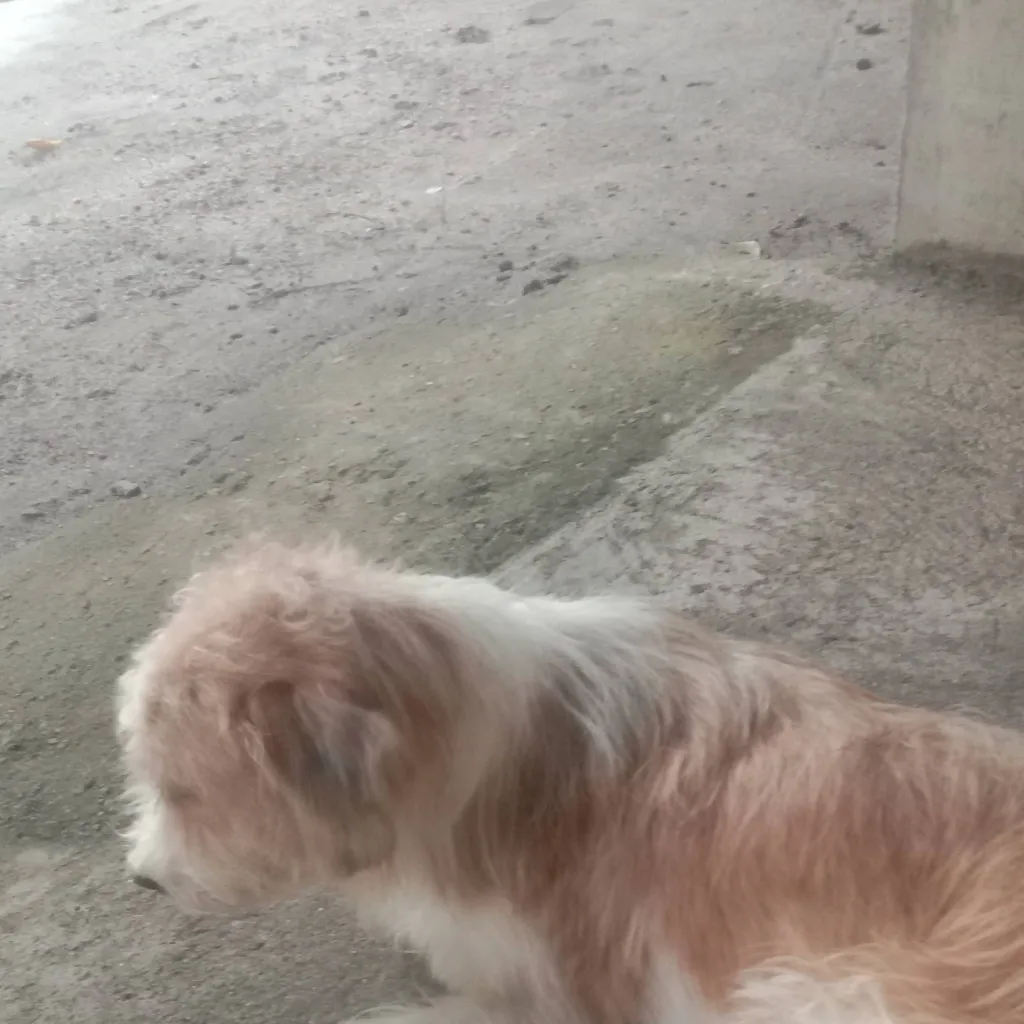 chat with ai character: grover (my dog)