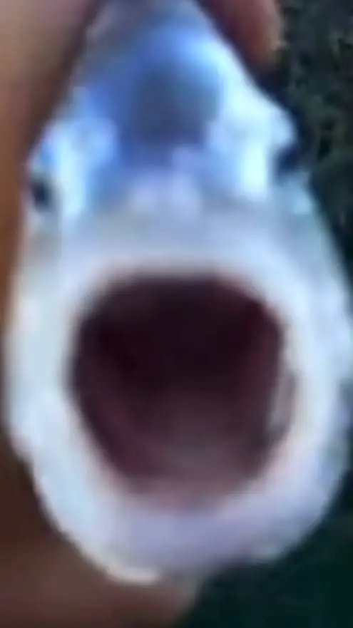 Talkie AI - Chat with Fish