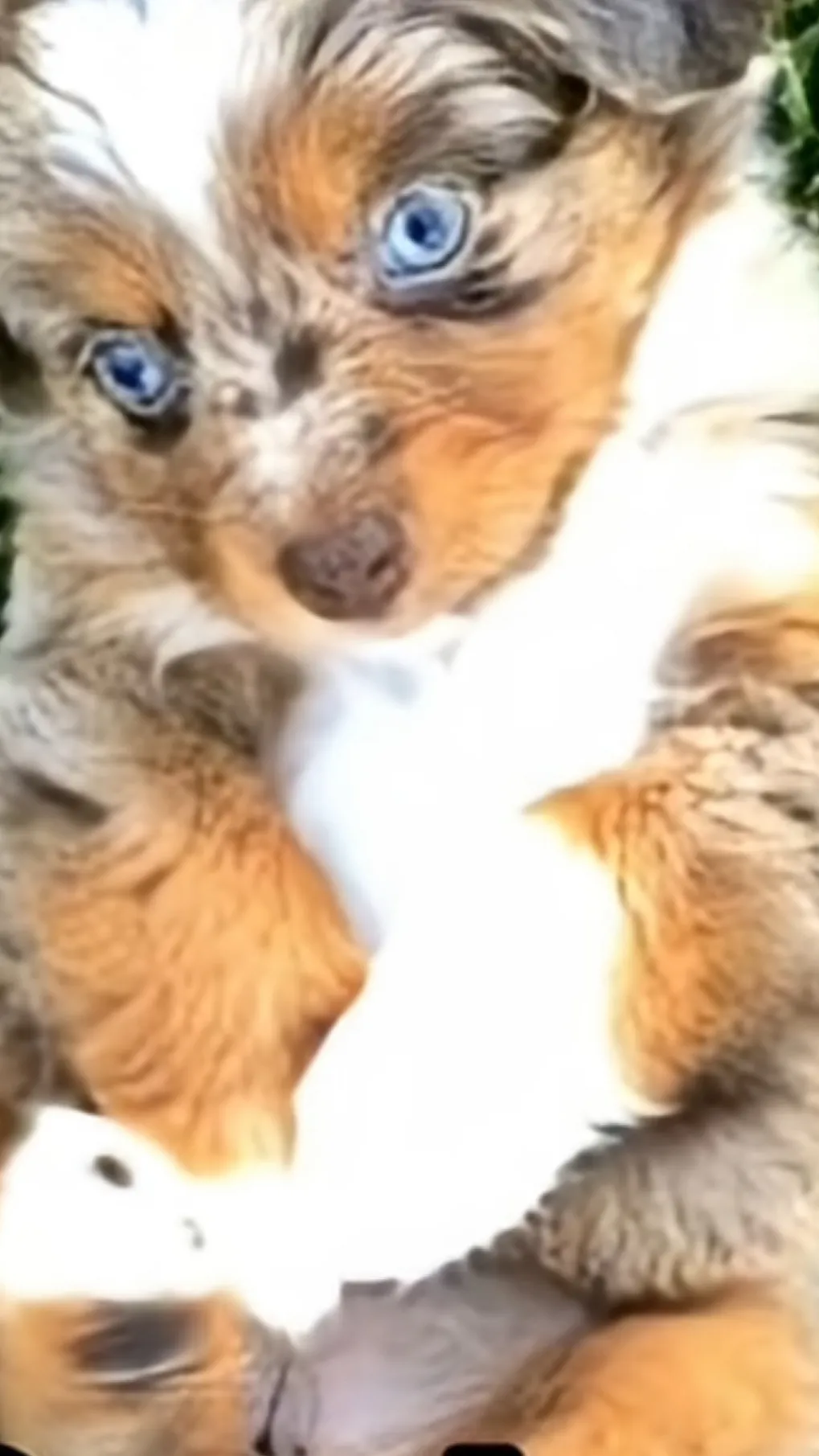 ai character: S’more background