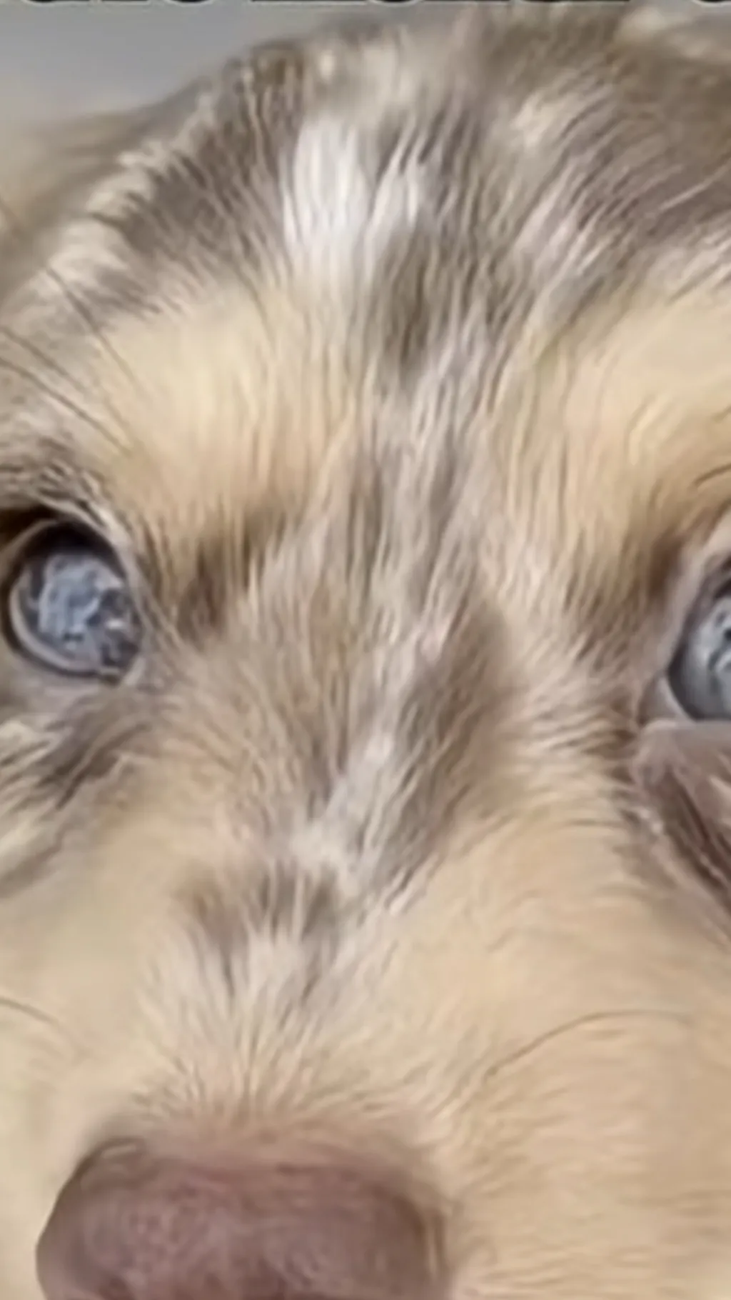 ai character: Cookie background