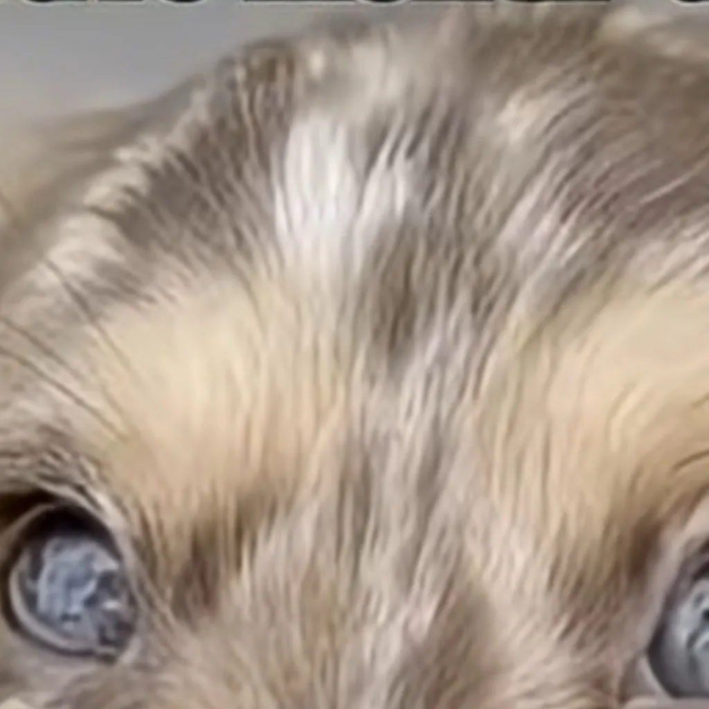 chat with ai character: Cookie