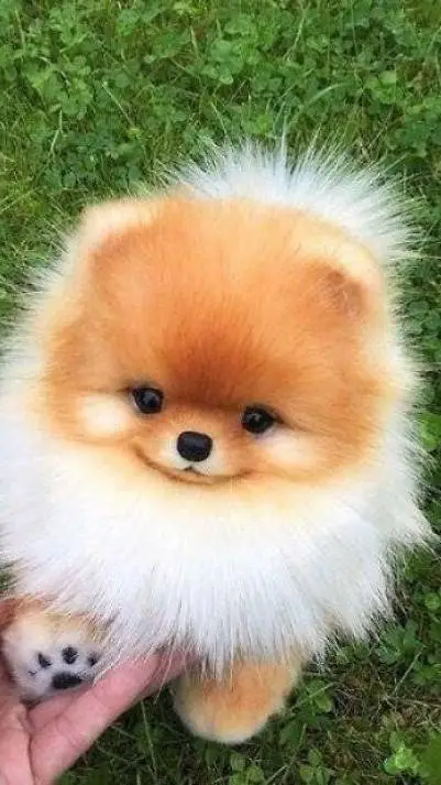 ai character: Fluffy background