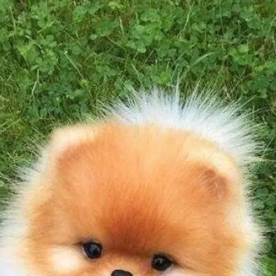 chat with ai character: Fluffy