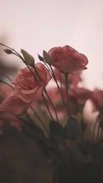 ai character: Dragon school  background