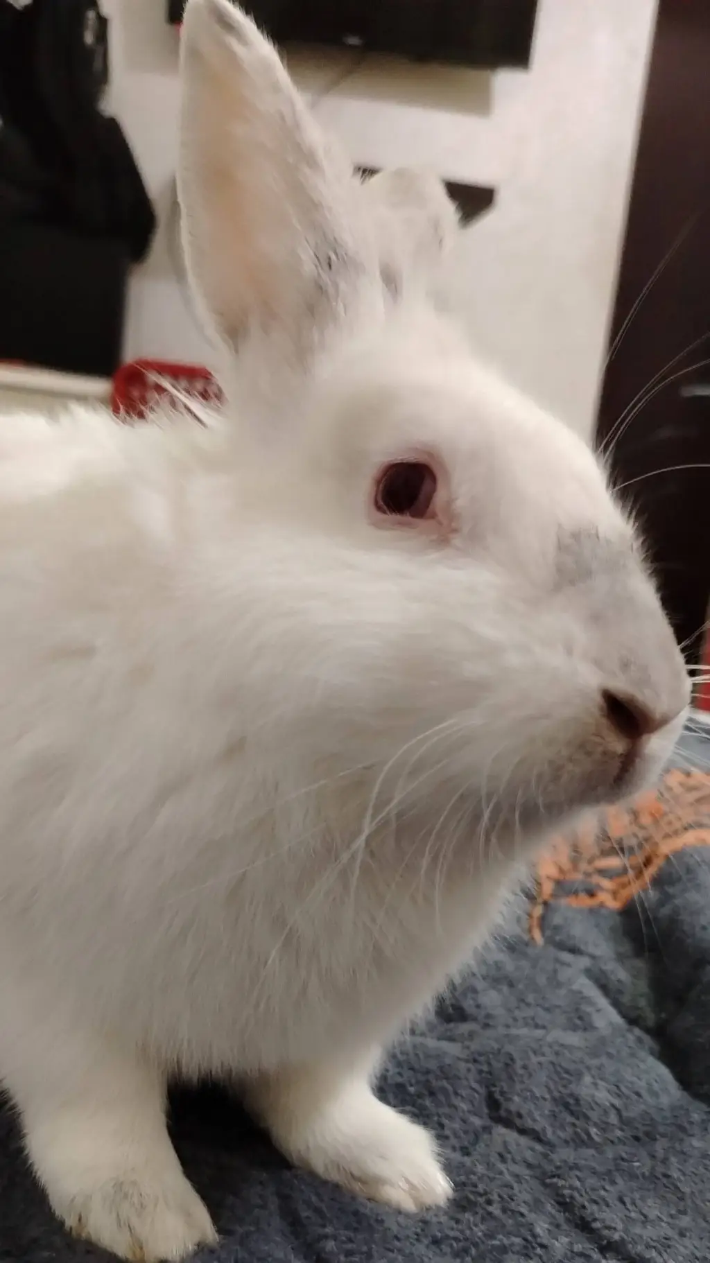 ai character: Charlotte Rabbit background