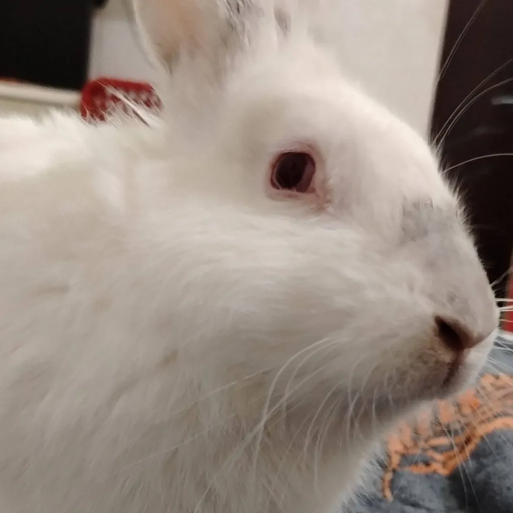 chat with ai character: Charlotte Rabbit