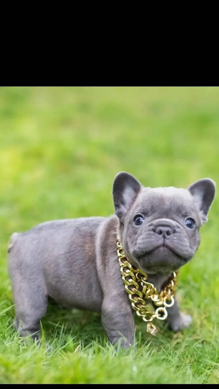 ai character: Dw irl (HORROR FR) background