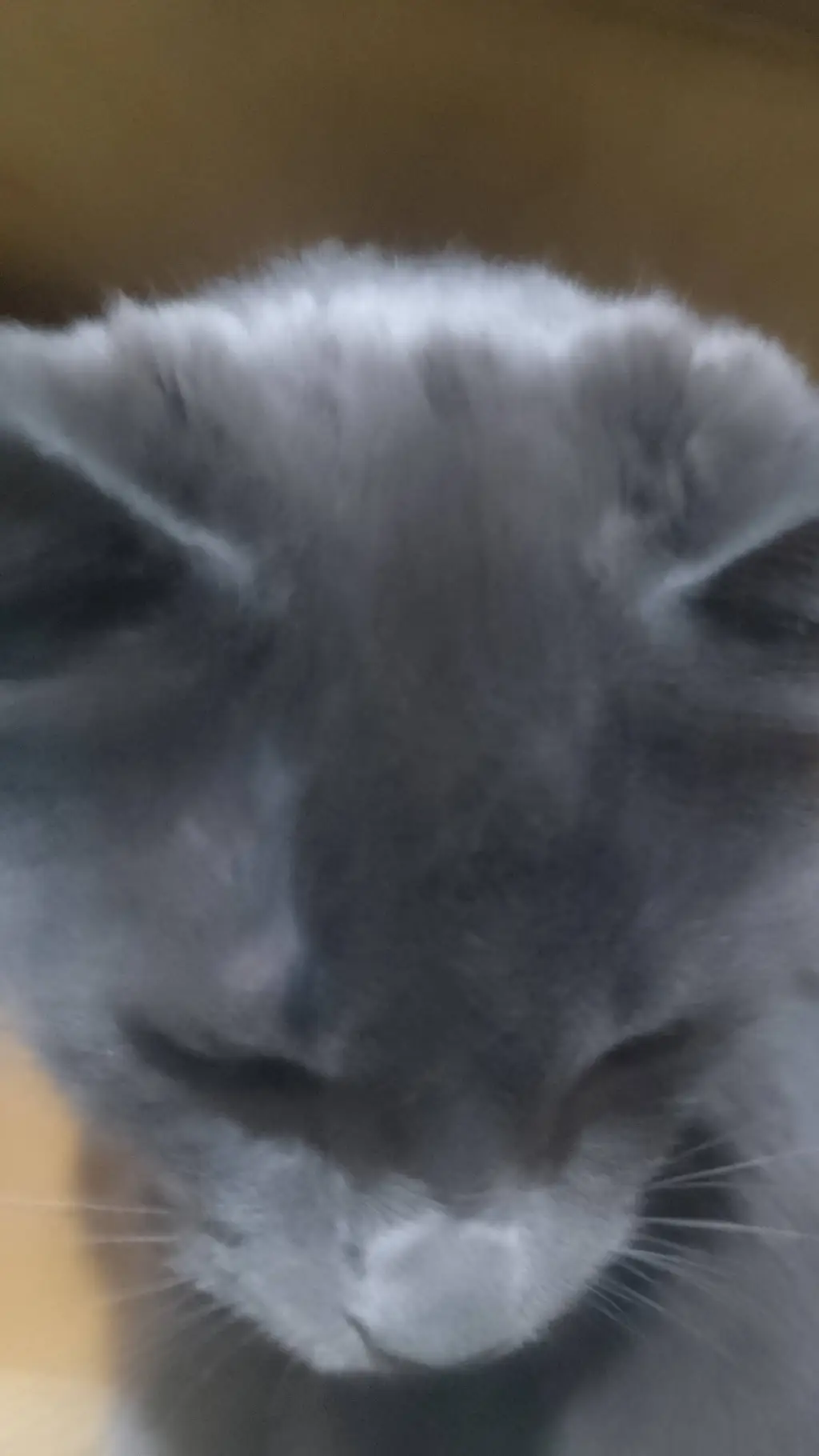 ai character: mi gato mewumi background