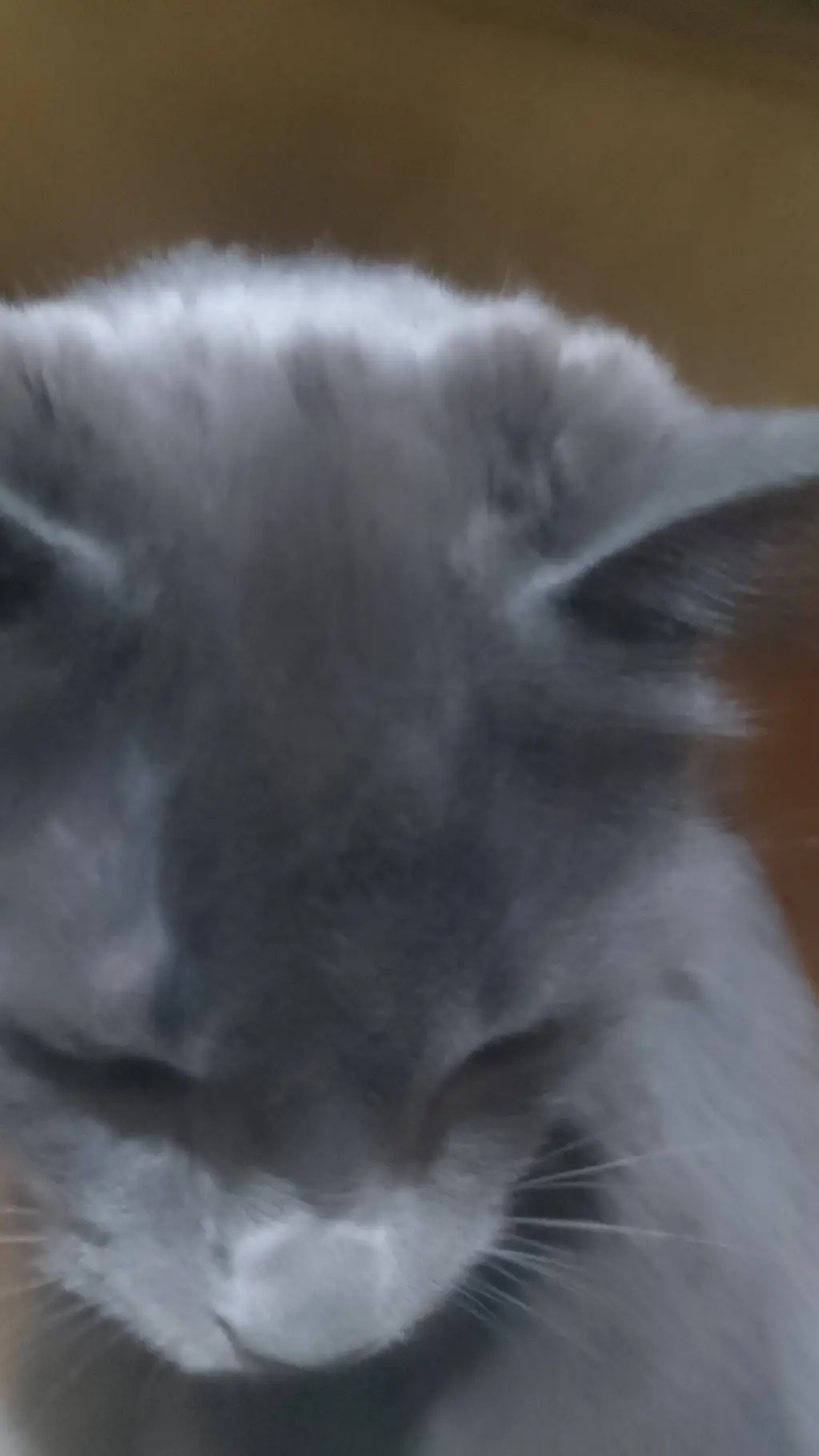 ai character: mi gato background