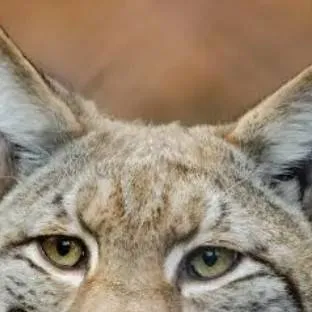 chat with ai character: ☆my theriotype!☆