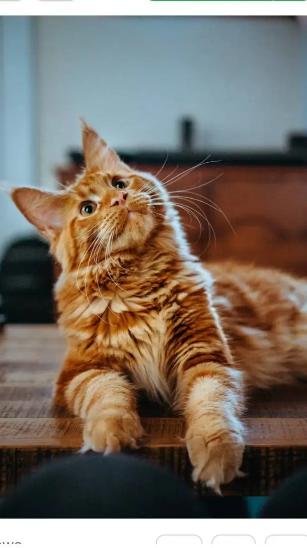 ai character: meowie background