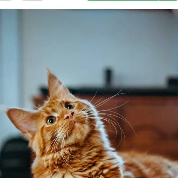 chat with ai character: meowie