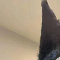 chat with ai character: furry 85