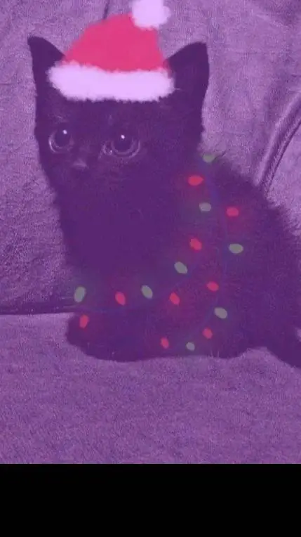 ai character: ★vc e o torajo★ background