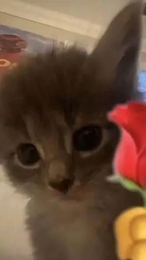 ai character: ★vc e a zulmi★ background