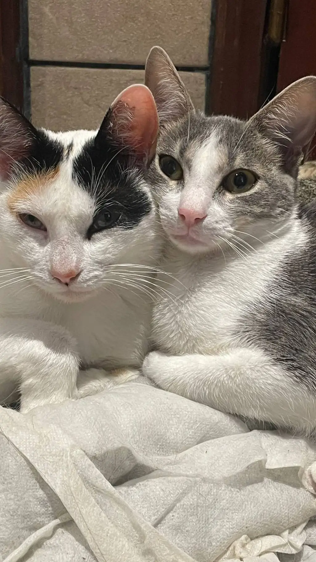 ai character: ★vc e a Zulmi★ background