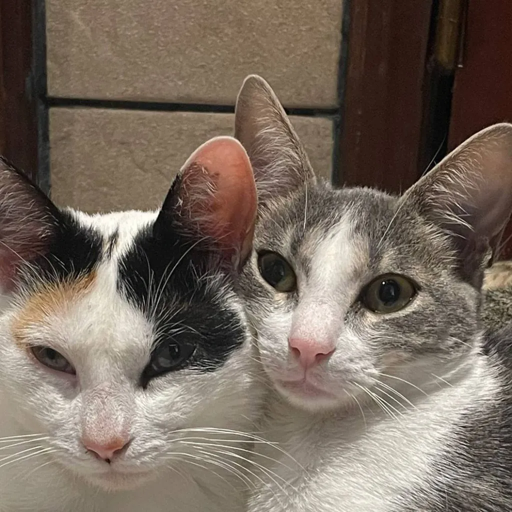 chat with ai character: ★vc e a Zulmi★