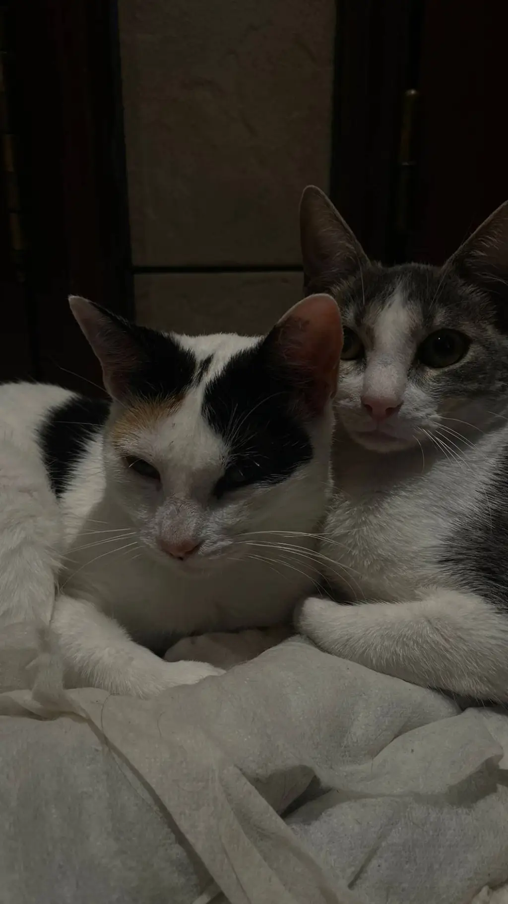 ai character: ★vc e Zulmi ★ background