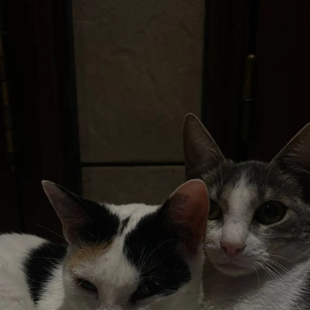 chat with ai character: ★vc e Zulmi ★