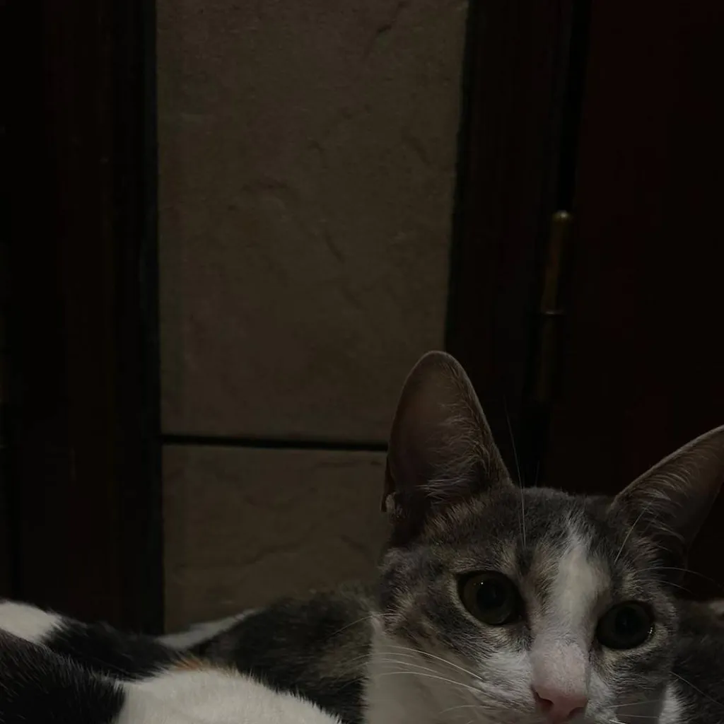 chat with ai character: ★vc e zulmi*★